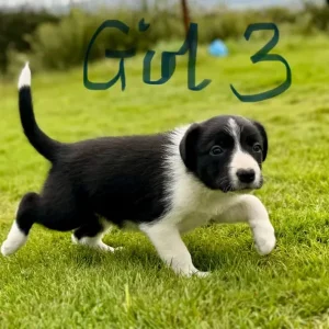 Border Collie Puppies - Image 5