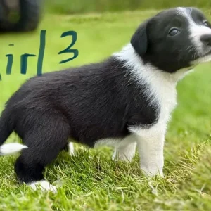 Border Collie Puppies - Image 6