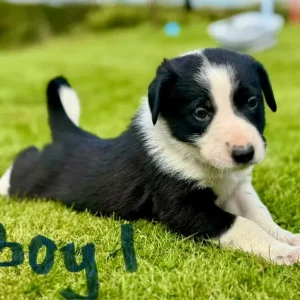 Border Collie Puppies - Image 7