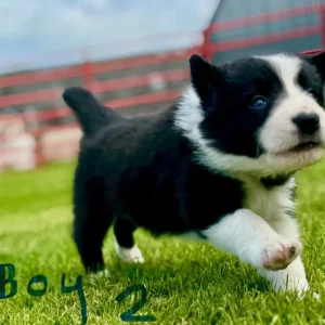 Border Collie Puppies - Image 8