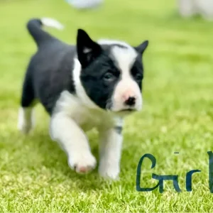 Border Collie Puppies