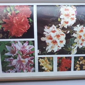 Vintage 1971 Readers Digest Encyclopedia of Garden Plants and Flowers - Image 5