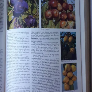 Vintage 1971 Readers Digest Encyclopedia of Garden Plants and Flowers - Image 8