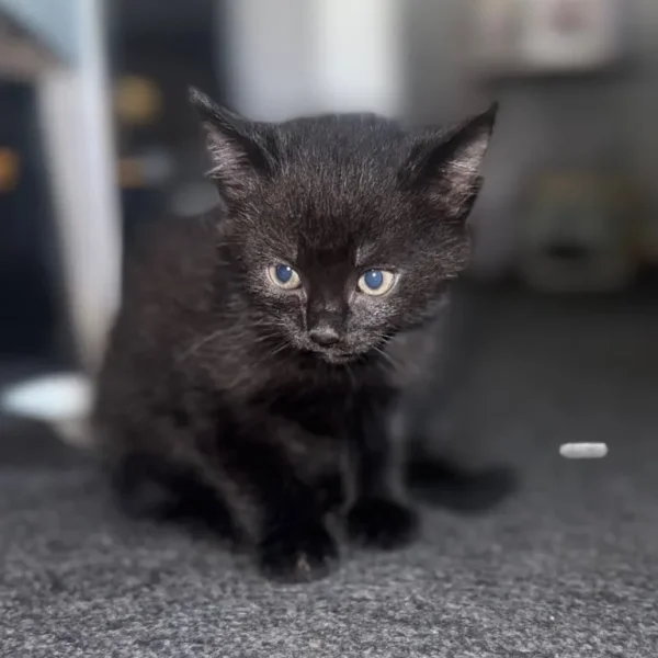 8-Week-Old Male Kitten