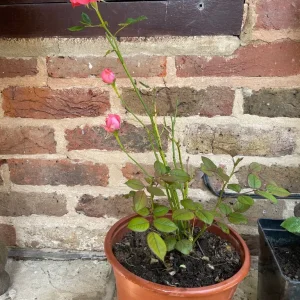 Roses in different pots - Image 2