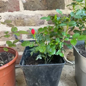 Roses in different pots - Image 3