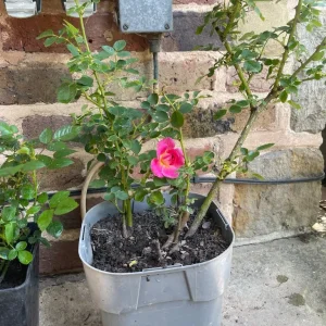 Roses in different pots - Image 4