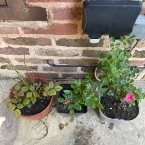 Roses in different pots - Image 5