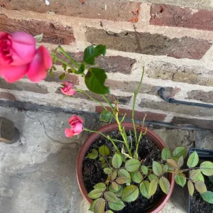 Roses in different pots - Image 6