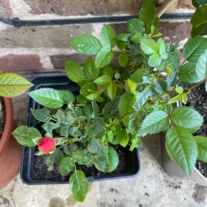 Roses in different pots - Image 7
