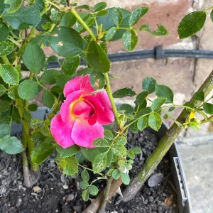Roses in different pots - Image 8