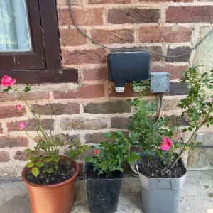 Roses in different pots