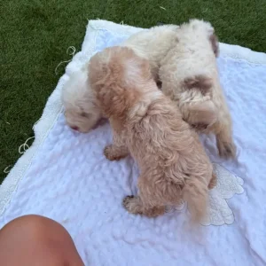 F2 cockapoo puppies - Image 2