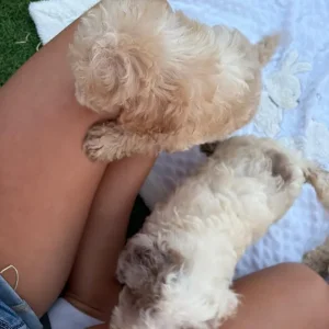 F2 cockapoo puppies - Image 3
