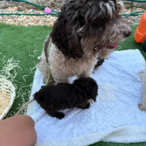 F2 cockapoo puppies - Image 4