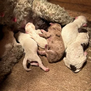 F2 cockapoo puppies - Image 5