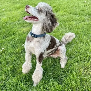 F2 cockapoo puppies - Image 6