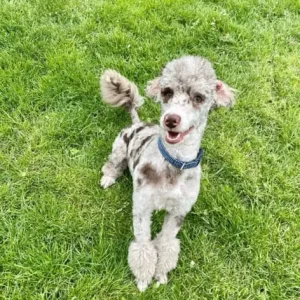 F2 cockapoo puppies - Image 7