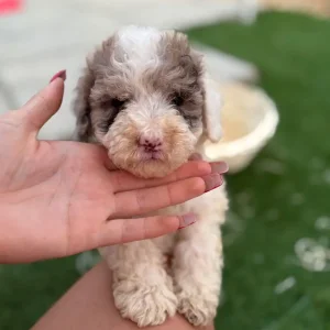 F2 cockapoo puppies - Image 8