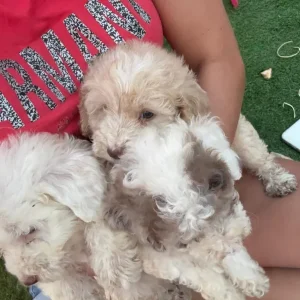 F2 cockapoo puppies