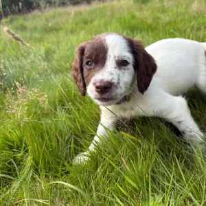 English Springer Spaniel Pups - Image 2