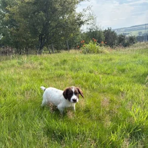 English Springer Spaniel Pups - Image 3