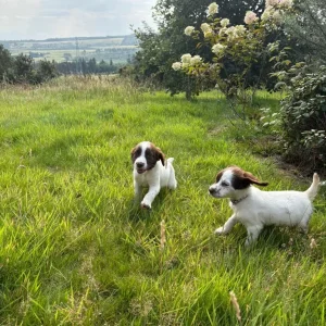 English Springer Spaniel Pups - Image 4