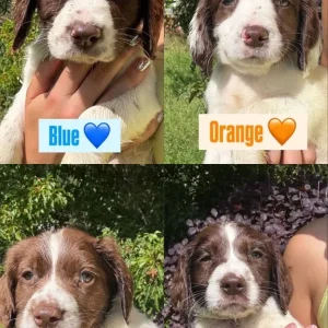 English Springer Spaniel Pups - Image 5