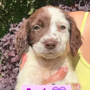 English Springer Spaniel Pups - Image 6
