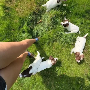 English Springer Spaniel Pups - Image 7
