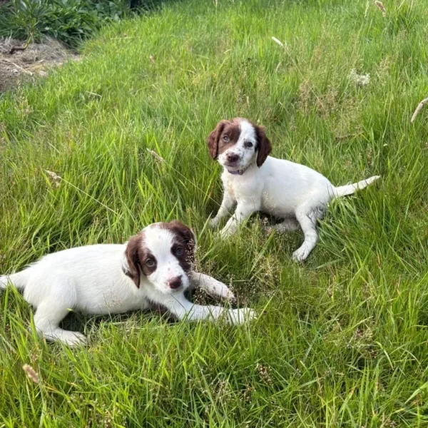 English Springer Spaniel Pups
