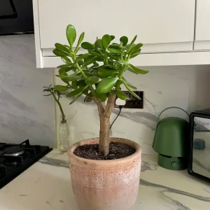 Jade Money Indoor Plant - Crassula Ovata - Image 2