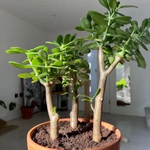 Jade Money Indoor Plant - Crassula Ovata - Image 3