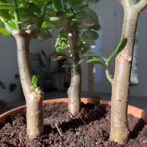 Jade Money Indoor Plant - Crassula Ovata - Image 4