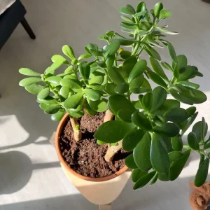 Jade Money Indoor Plant - Crassula Ovata - Image 5