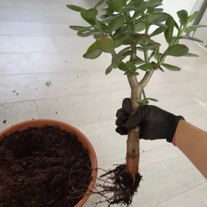 Jade Money Indoor Plant - Crassula Ovata - Image 6