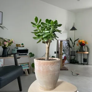 Jade Money Indoor Plant - Crassula Ovata