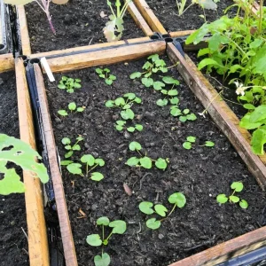Garden maintenance and balcony gardening help - Image 6