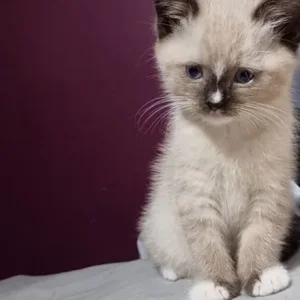 8-week-old male kitten with pure blue eyes and starter kit - Image 2