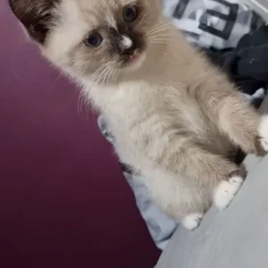 8-week-old male kitten with pure blue eyes and starter kit - Image 3