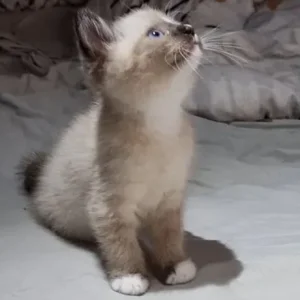 8-week-old male kitten with pure blue eyes and starter kit - Image 4