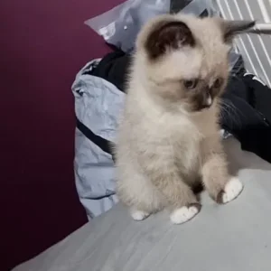 8-week-old male kitten with pure blue eyes and starter kit - Image 5