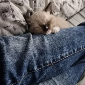 8-week-old male kitten with pure blue eyes and starter kit - Image 7