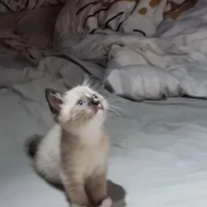 8-week-old male kitten with pure blue eyes and starter kit - Image 8