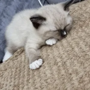 8-week-old male kitten with pure blue eyes and starter kit