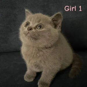 British Shorthair Kittens - Image 2