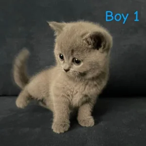 British Shorthair Kittens - Image 3