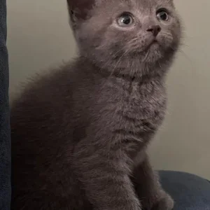 British Shorthair Kittens - Image 4