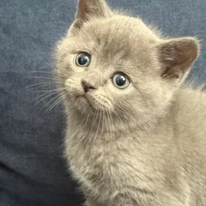 British Shorthair Kittens - Image 5