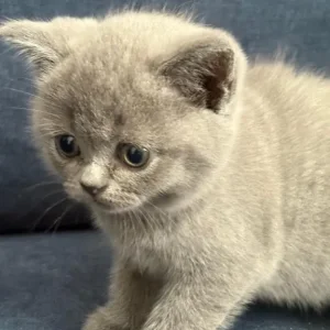 British Shorthair Kittens - Image 6